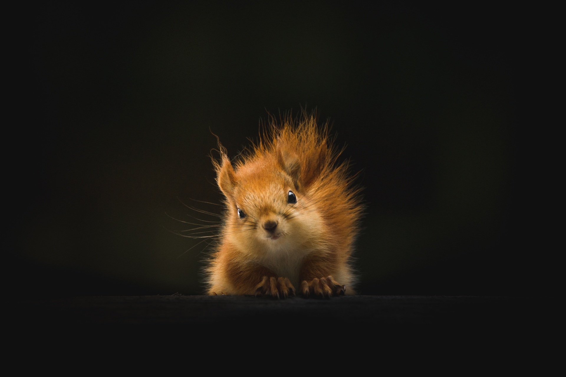 Squirrel Head Media